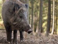 Nog zeven zwijnen met Afrikaanse varkenspest gevonden bij Barcelona