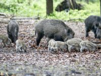 Afrikaanse varkenspest duikt opnieuw op in Hessen