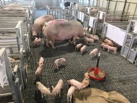 Fieldlab moet dierwaardige veehouderij praktisch maken