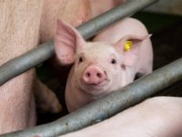 Saldo zeugensector stijgt, vleesvarkenshouderij duikt in het rood