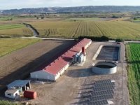 Afrikaanse varkenspest rukt verder op bij wilde zwijnen in Spanje