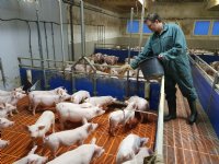 Dierenwelzijnsniveaus in Duitsland stijgen