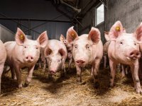 PIA-vaccinatie brengt rust en resultaat