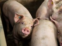 Voorstel bijdrage Diergezondheidsfonds: tarieven voor varkens omlaag