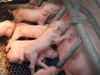 Verzeker je ervan dat geboren big PRRS-vrij is