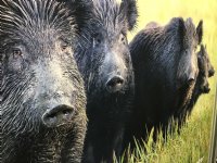 Nieuwe Afrikaanse varkenspestgevallen bij Spaanse wilde zwijnen