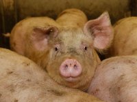 Rabo: goede, maar onzekere vooruitzichten varkensmarkt
