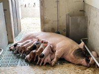 Varkenshouder maakt bezwaar tegen Livar Experience Center