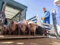 Varkensproductie in Duitsland licht gestegen in 2025