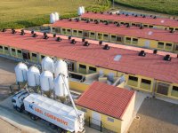 Alle 39 varkensbedrijven rond Barcelona vrij van Afrikaanse varkenspest