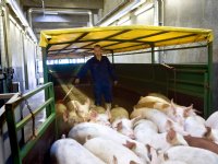 Danish Crown breidt uit met nieuwe uitbeenfaciliteit in Vejen