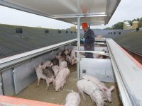 Stijgende lijn voor biggennoteringen, vleesvarkens stabiel