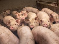 'Bij strengere geurnormen moet 7 procent van veehouderijen ingrijpen'
