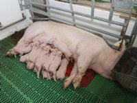 Oproep om te reageren op AMvB dierwaardige veehouderij