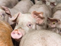 Onderzoekers Edinburgh creëren PRRS-resistente varkens met gene-editing