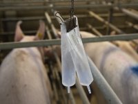 Duits-Nederlandse fusie in varkens KI-land