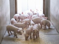 Vleesvarkensprijzen blijven laag, biggenmarkt toont eerste herstel