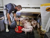 DanBred: jaarlijks 2,48 euro per vleesvarken genetische vooruitgang