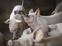 Goed drinkwatersysteem is cruciaal voor gedrag en prestatie