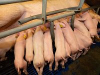 Voldoende ruimte en voerplek essentieel voor groei en welzijn biggen