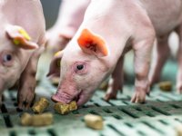 Brok impuls voor voeropname en gedrag biggen