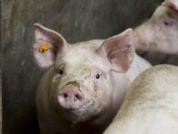 Varkensslachterijen noteren deze week stabiel