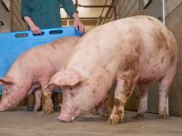 Gelten kantelen afbigpercentage op zeugenbedrijven