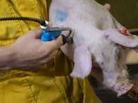 Europese dierenartsen: voorkom ruimen, investeer in vaccinatie en preventie
