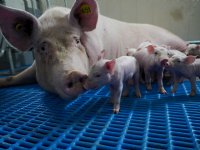 DCAD-mix stuurt zeug probleemloos door transitie