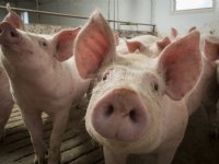 Noteringen biggen en vleesvarkens plussen