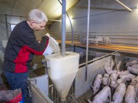 Zeugenhouders kunnen voeropname van biggen beter wel weten