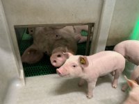 Vereijken gaat op in Cooperl Northern Europe