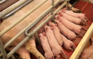 Minister+moet+binnen+acht+weken+noodzaak+tot+gebruik+kraambox+beter+onderbouwen