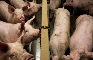 Bijna+60%2E000+varkens+in+Noord%2DItali%C3%AB+gedood+vanwege+Afrikaanse+varkenspest