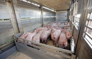 NVWA+roept+op+hygi%C3%ABnemaatregelen+in+transport+aan+te+scherpen