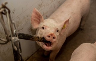 Speelgoed gespeende biggen