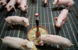 Sil van Sleeuwen ferment biggenopfok vretende biggen