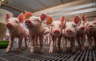 Streptokokkenvaccin+voor+varkens+steeds+dichterbij