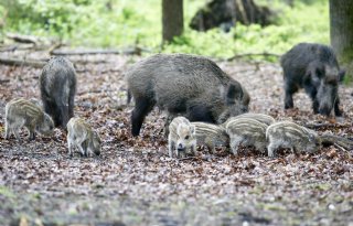 Fors minder uitbraken van Afrikaanse varkenspest in EU
