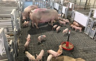 Fieldlab moet dierwaardige veehouderij praktisch maken