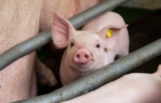 Saldo zeugensector stijgt, vleesvarkenshouderij duikt in het rood
