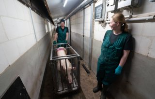 Innovatieprijs+voor+%27ziekenwagen%27+voor+varkens