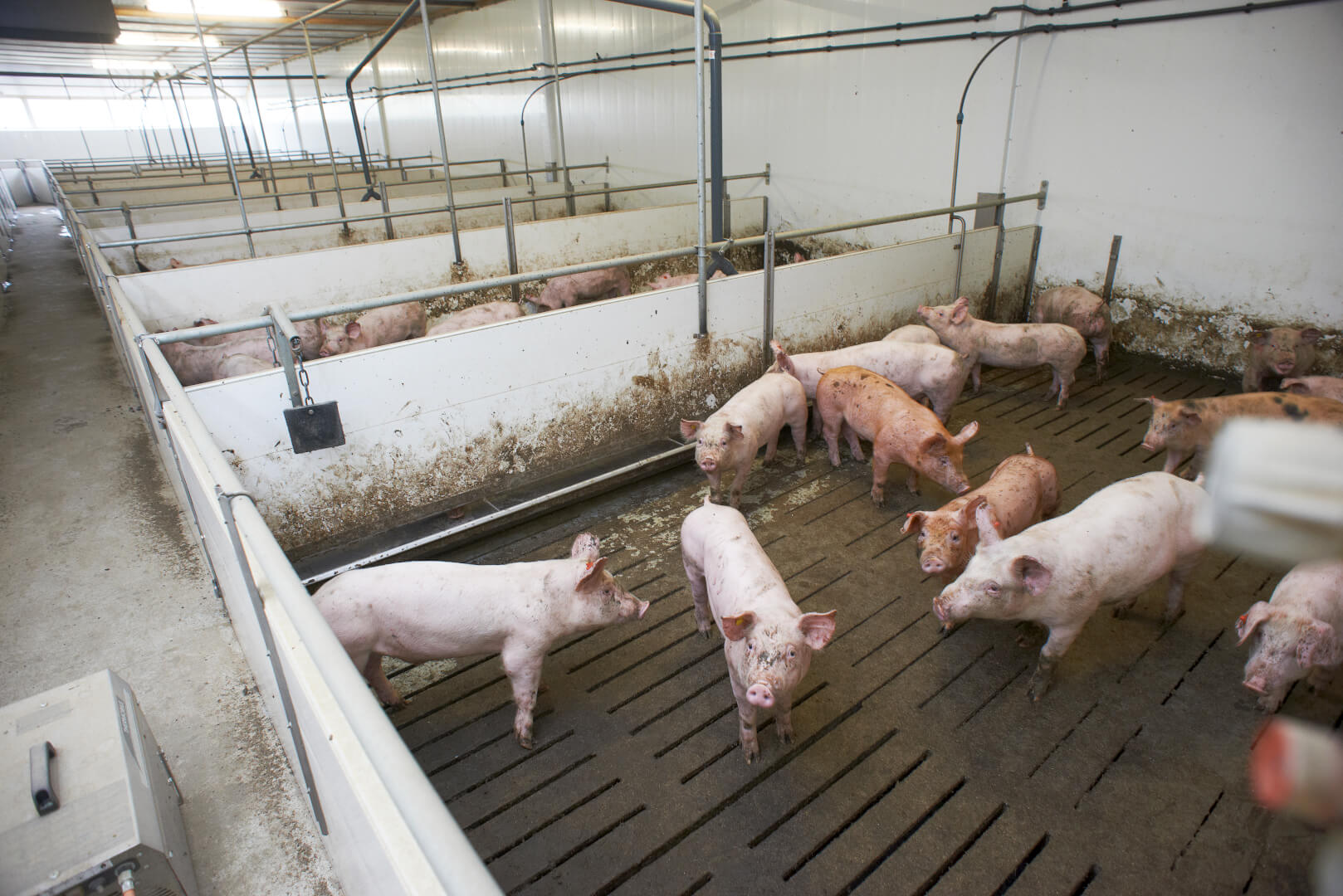 De koppels beren en gelten krijgen drie keer daags brij in de lange trog. In de nieuwste vleesvarkensstal (bouwjaar 2014) worden 300 vleesvarkens in een afdeling gehouden.