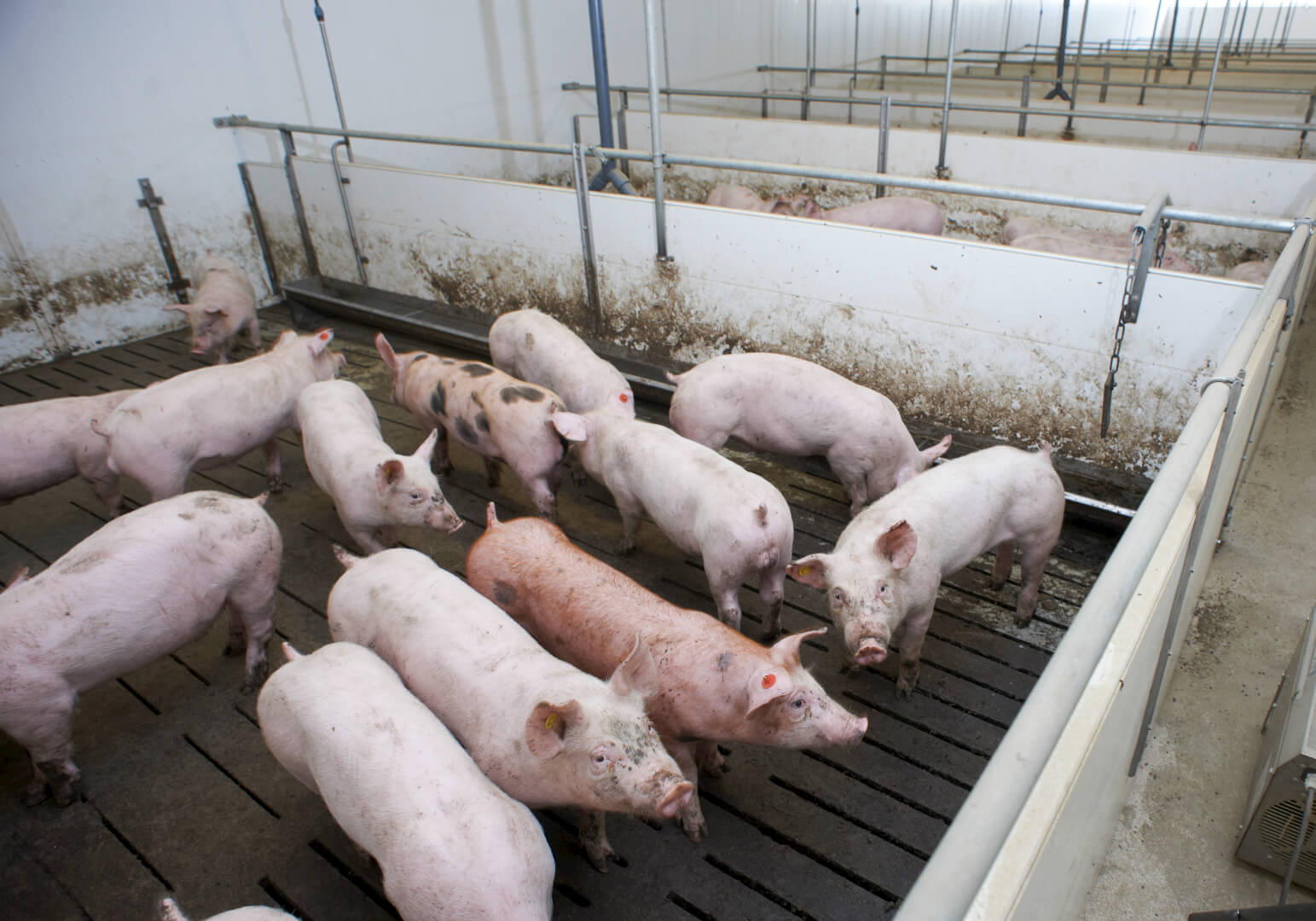 De varkens lopen op een vloer van betonroosters. De roosters met smalle spleten tellen als dichte vloer waardoor de hygiëne in de hokken voldoende blijft.