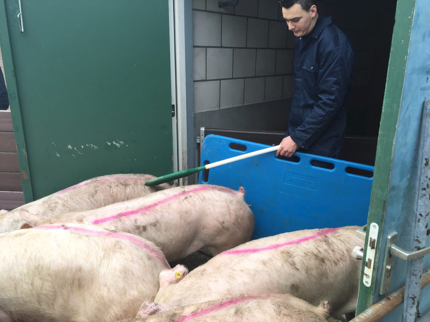 Alle facetten van het houden van varkens heeft Willem in de vingers. Ook het rustig laden van slachtrijpe varkens.