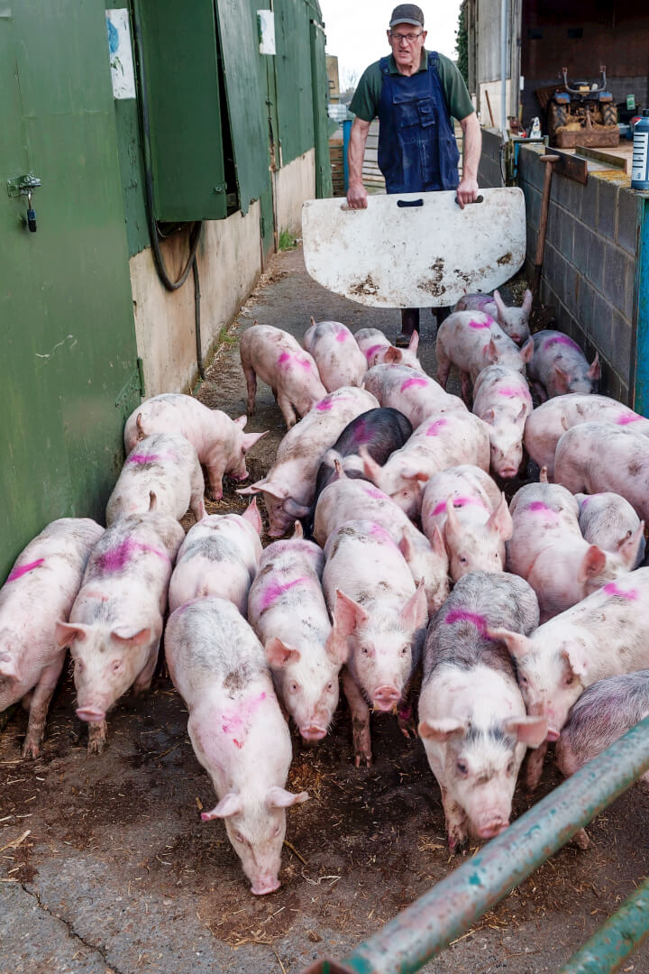 Deze biggen zijn op de weg van de kraamstal de gespeende unit. Ze wegen gemiddeld acht kilo op 26,5 dagen.