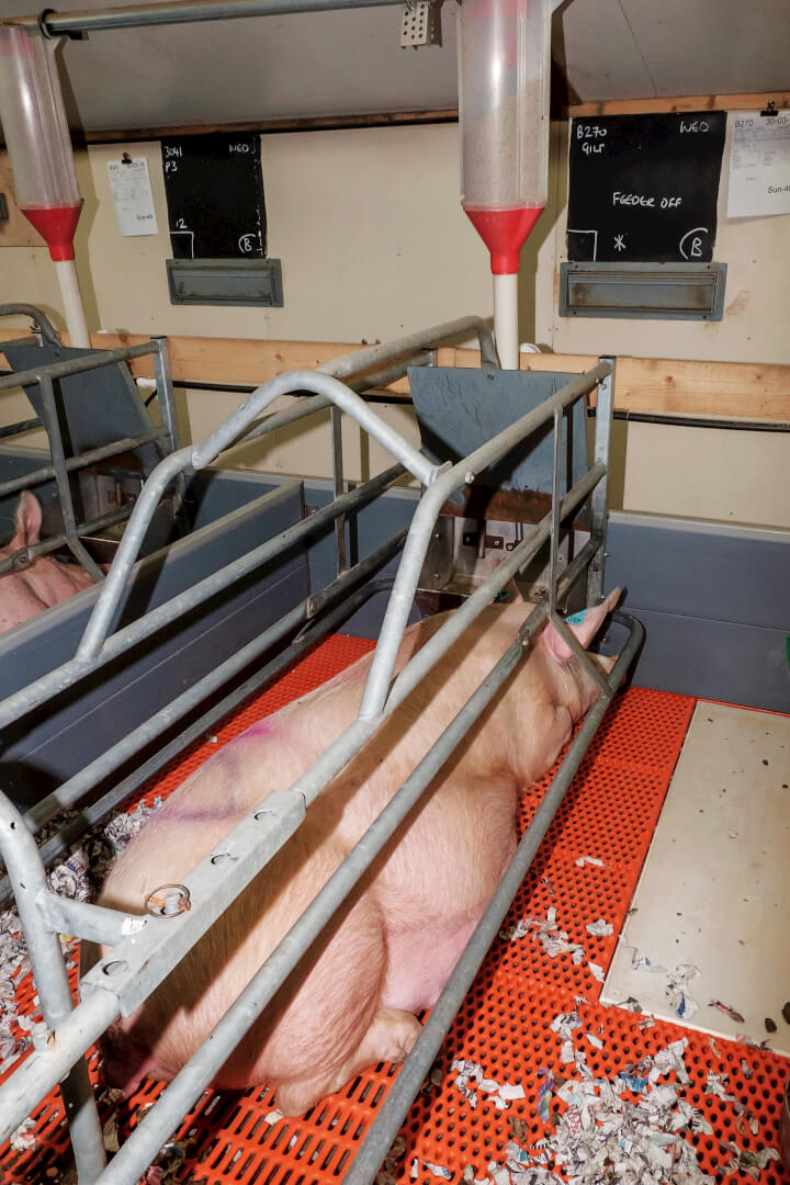 Door de papiersnippers drogen de biggen na de geboorte snel op. Aan het einde van de werkdag leggen de medewerkers daarom de snippers achter de zeug.