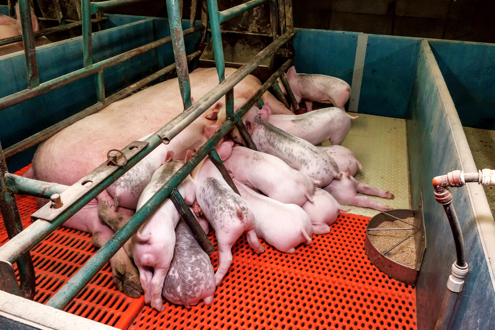 De biggen groeien goed op de melk van de zeugen.