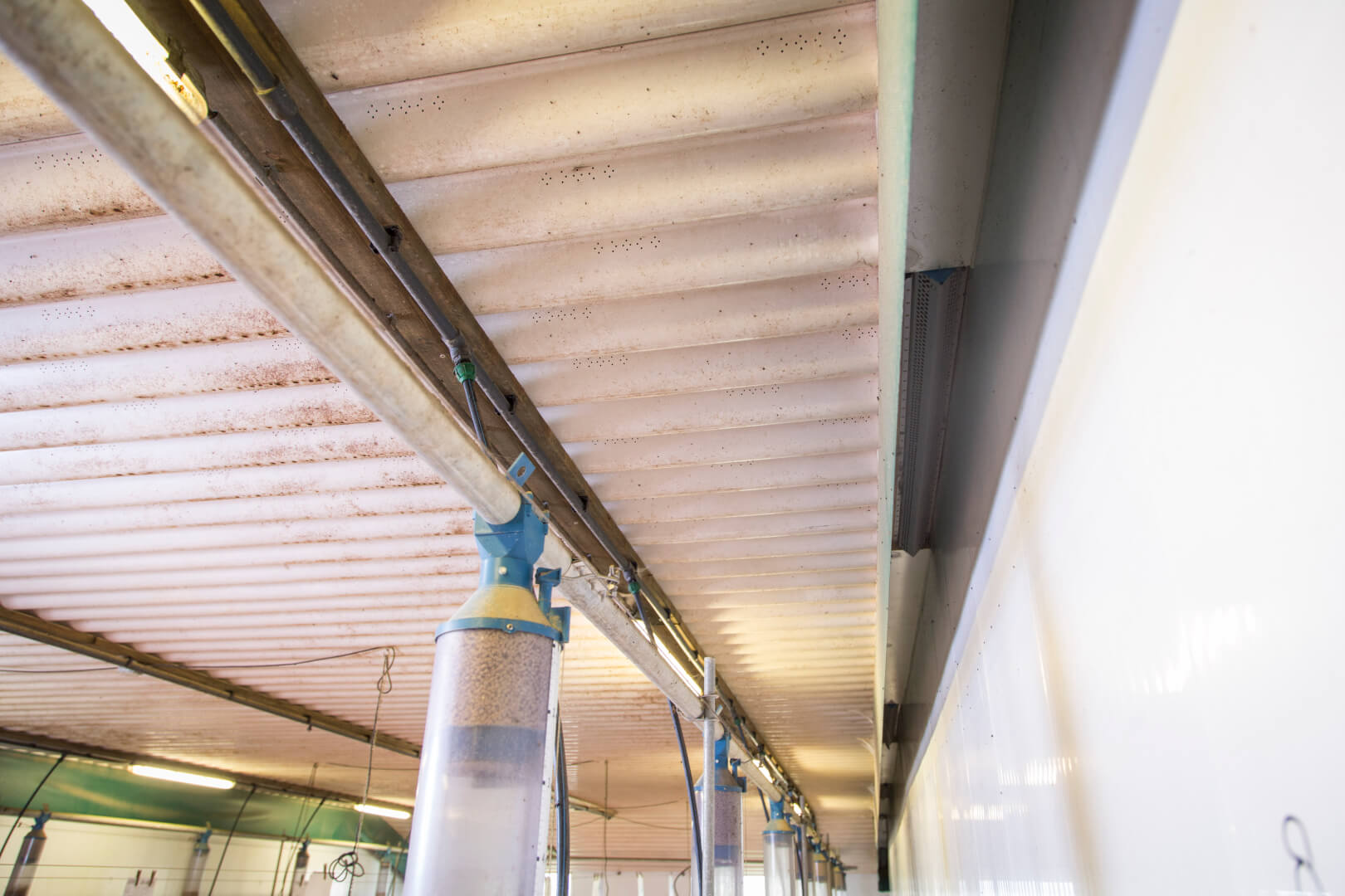 De kraamafdeling heeft een Kusters plafond met extra luchtinlaat bij de muur, zodat de zeugen frisse lucht bij de neus krijgen.