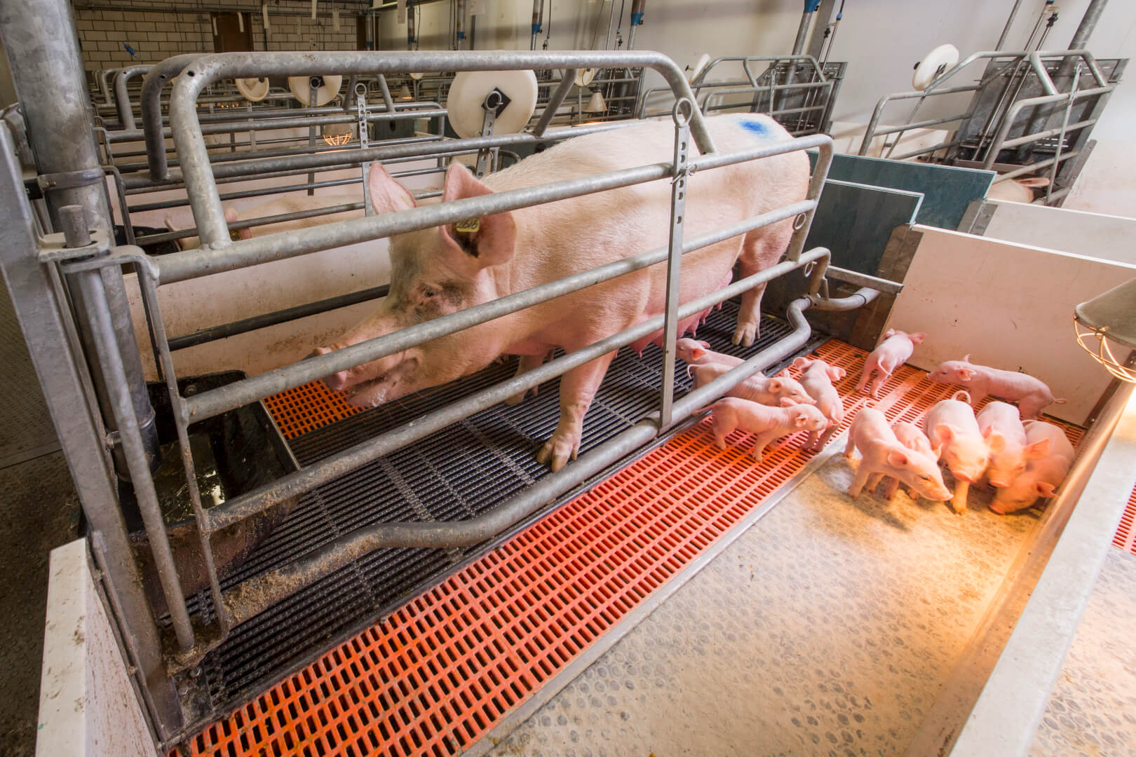 De zeugen liggen op een koel metalen rooster met schouderkoeling. De biggen hebben een ruim biggennest (0,8 m2) met verwarmde vloer en een biggenlamp als extra.